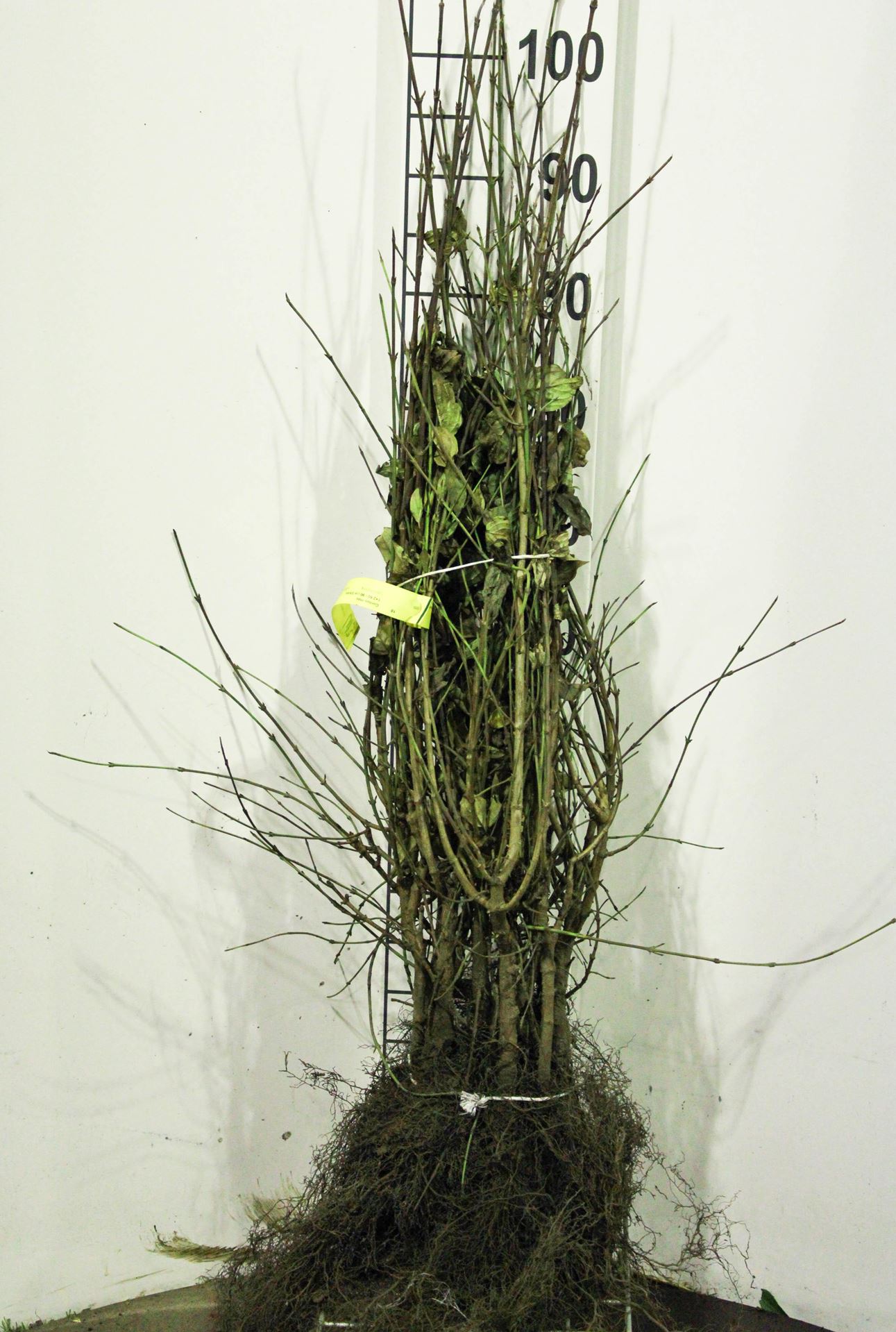 Cornus mas - blote wortel - 60-90 cm - 3-5 takken afbeelding