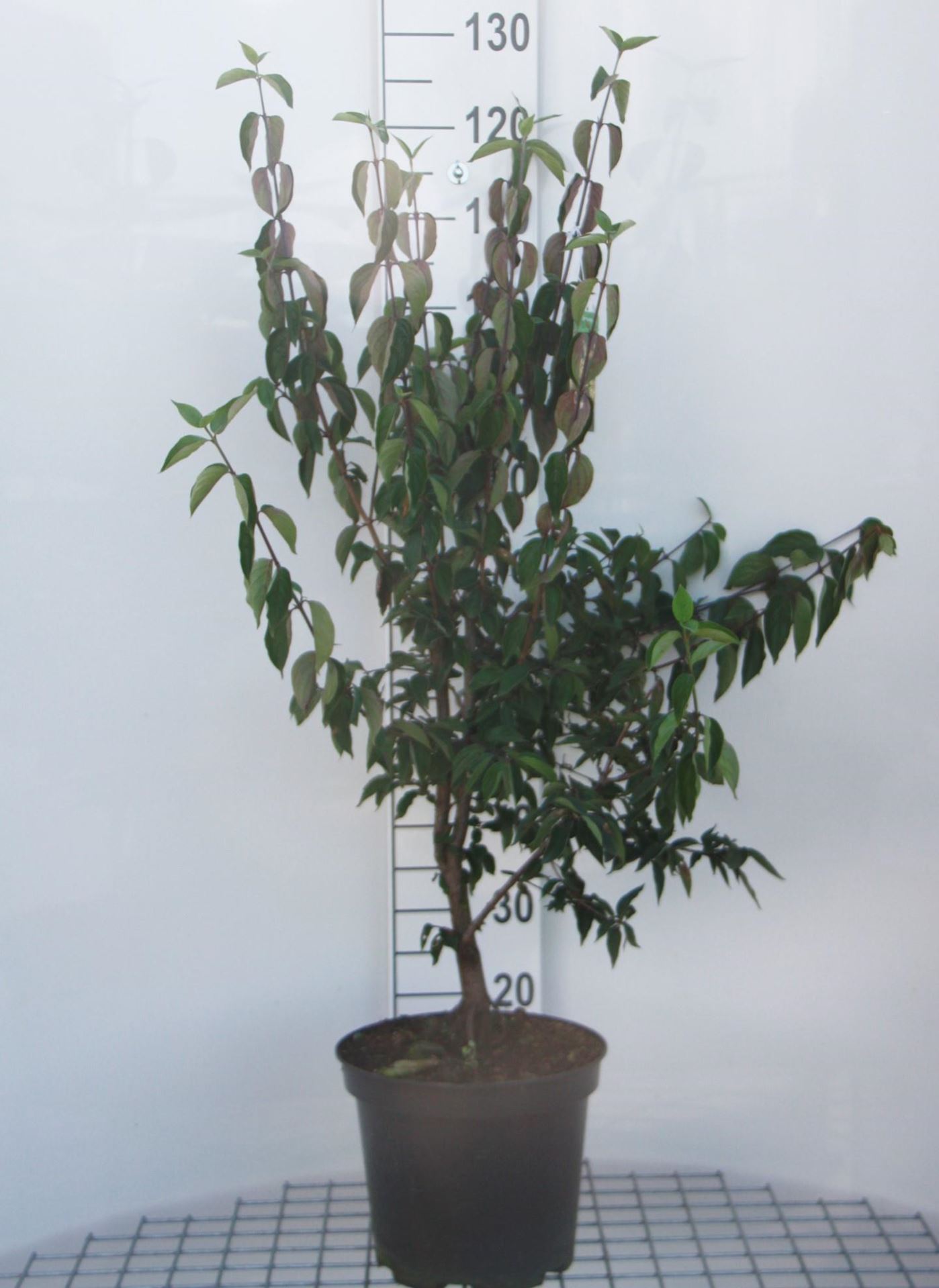 Cornus mas - pot 10L - 60-80 cm afbeelding