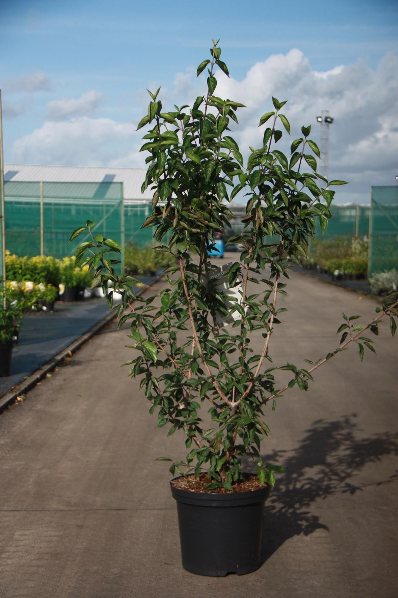 Cornus mas - pot 12L - 100-125 cm afbeelding