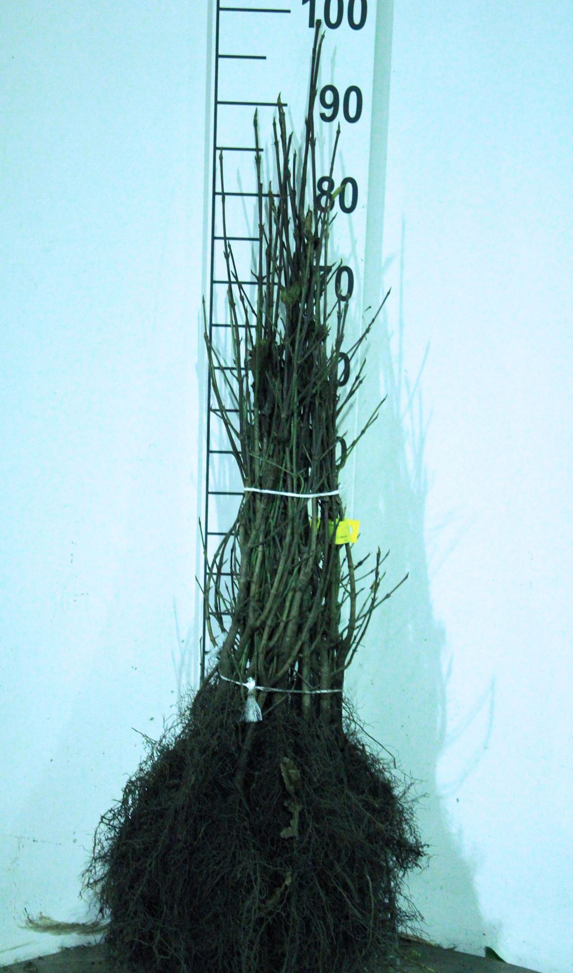 Cornus mas - blote wortel - 30-50 cm afbeelding