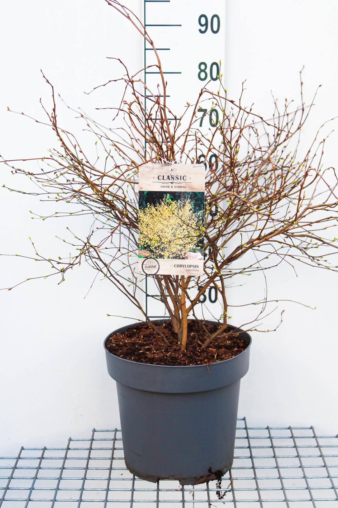 Corylopsis pauciflora - pot 12L - 60-80 cm afbeelding