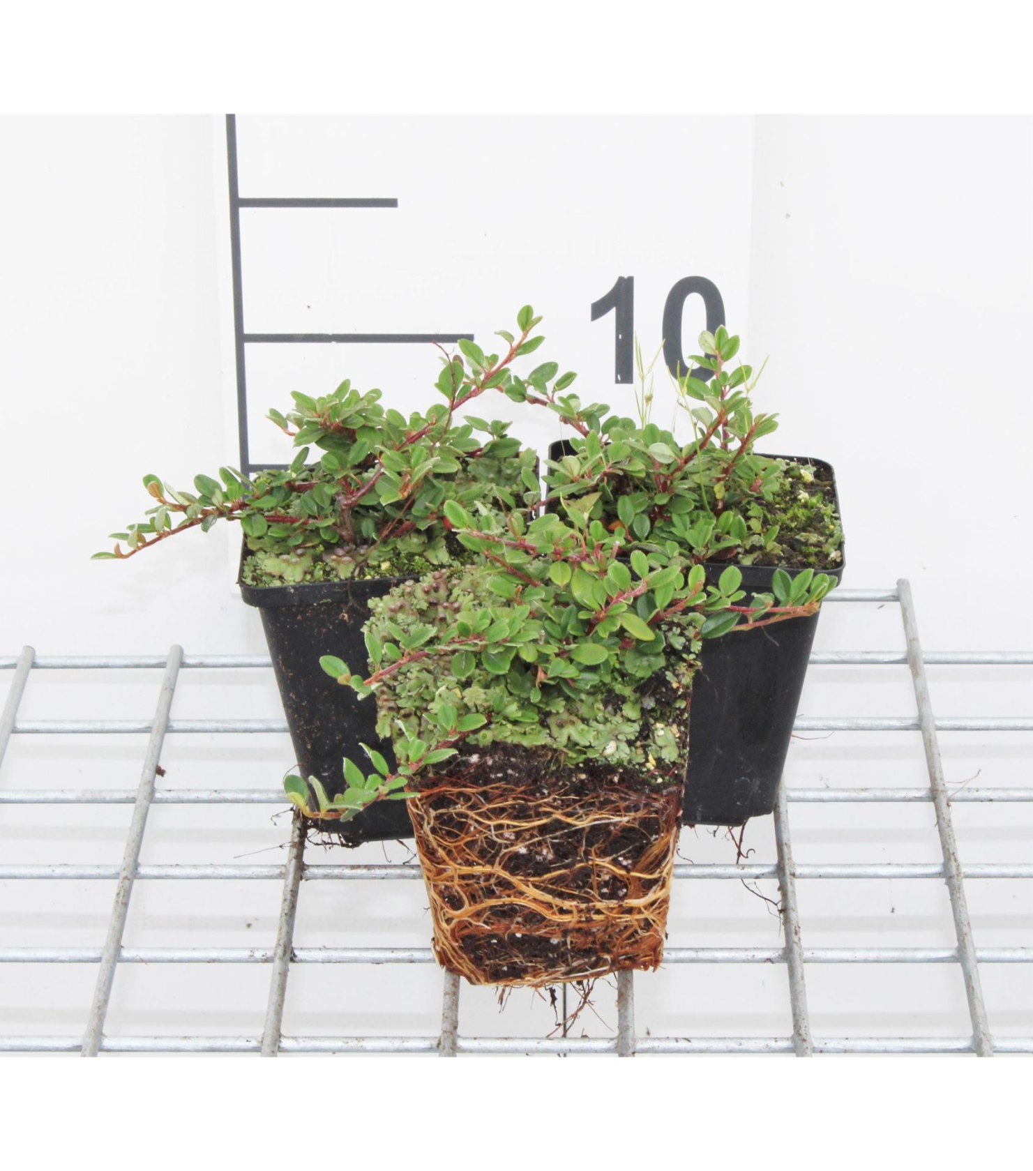 Cotoneaster procumbens'Queen of Carpets'- pot 9x9 cm - 15-20 cm - afbeelding