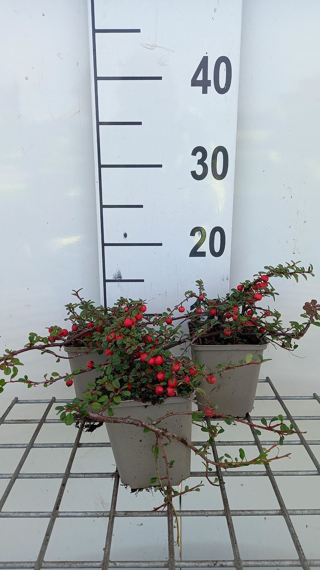 Cotoneaster procumbens'Streib's Findling'- pot 9x9 cm - 15-20 cm - afbeelding