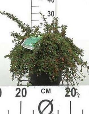 Cotoneaster procumbens'Streib's Findling'- pot 1,3L - 15-20 cm afbeelding