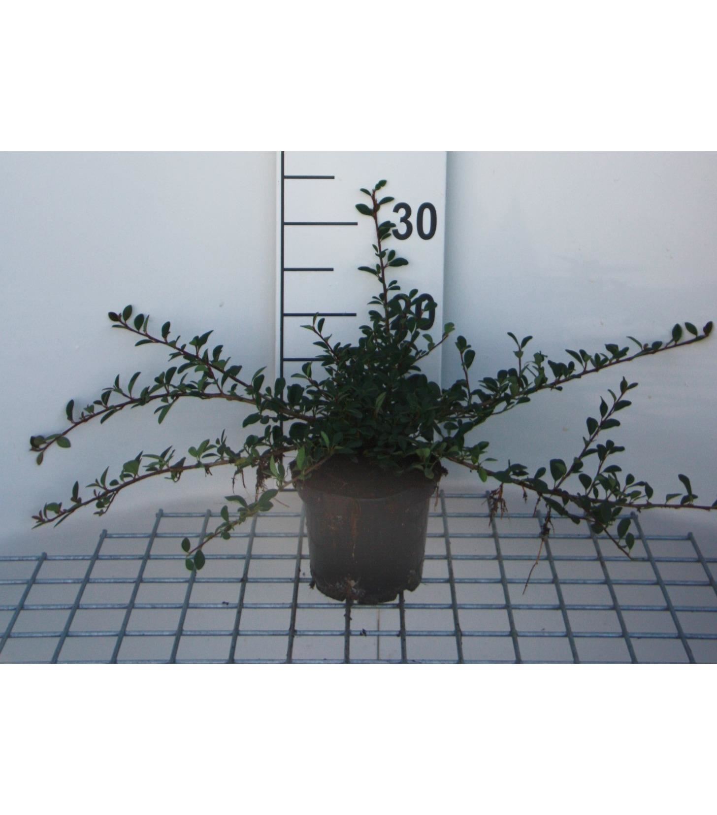 Cotoneaster radicans'Eichholz'- pot 1,3L - 20-30 cm afbeelding