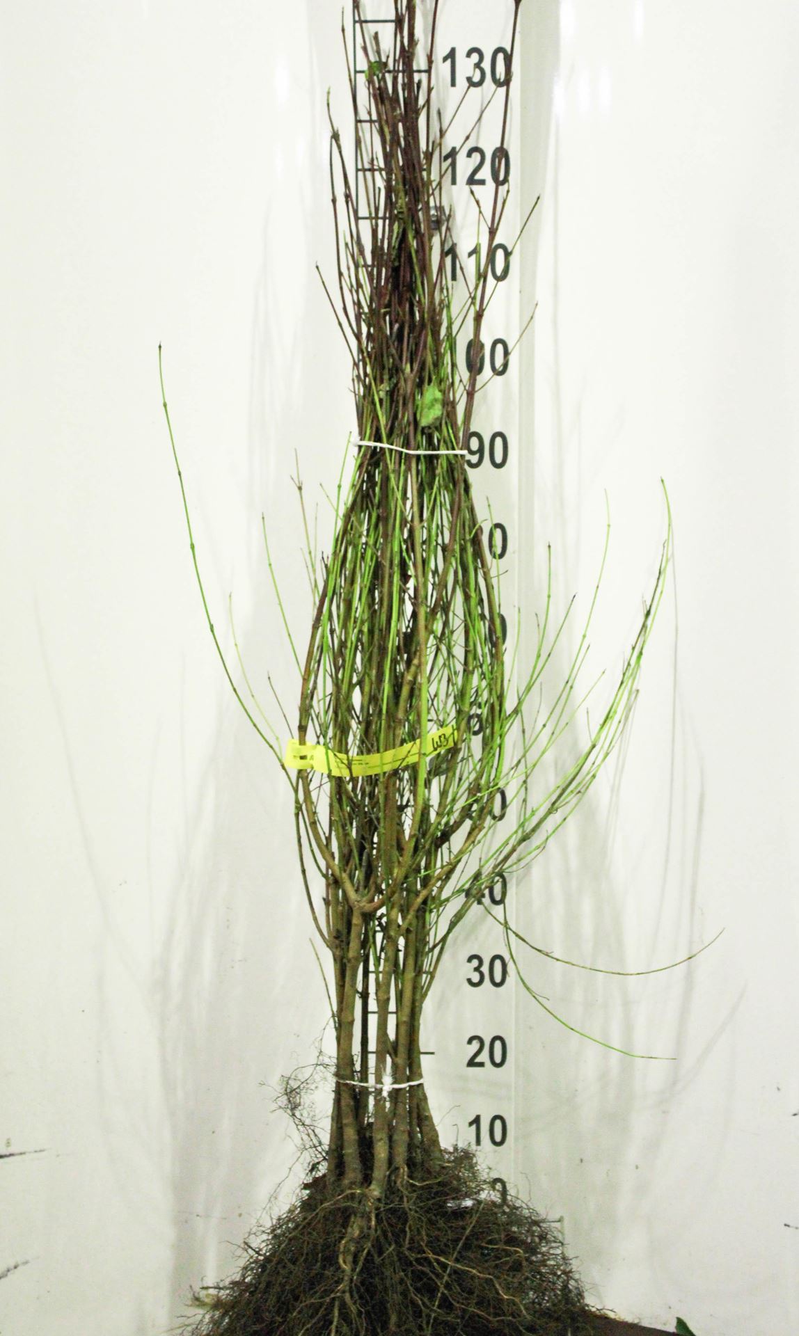 Cornus sanguinea - blote wortel - 60-90 cm - 3-5 takken afbeelding