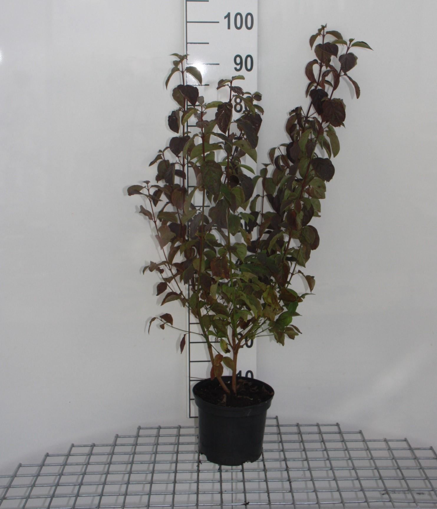 Cornus sanguinea - pot 2L - 40-60 cm