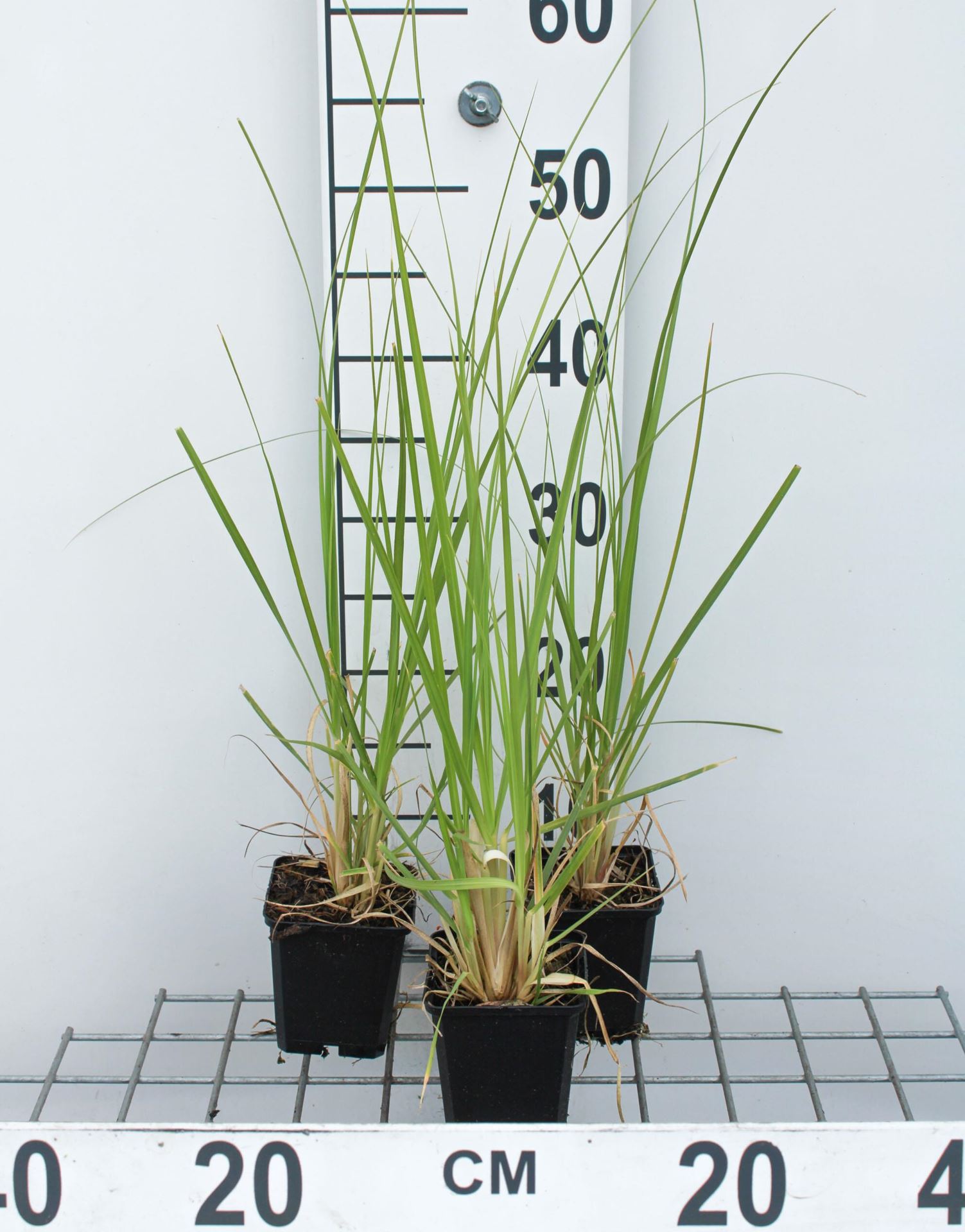Cortaderia selloana - Pampasgras - pot 9x9 cm - Pampagras / Pampasgras afbeelding