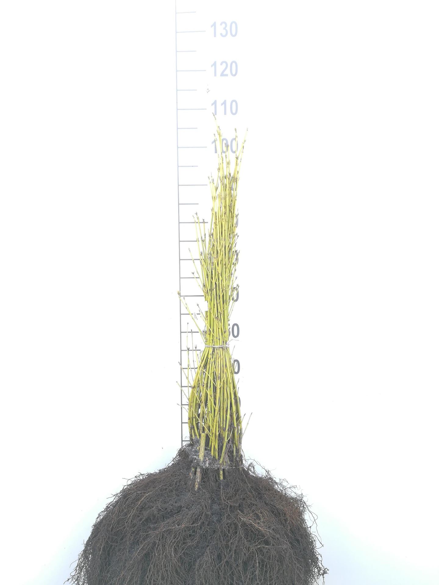 Cornus sericea'Flaviramea'- blote wortel - 60-90 cm afbeelding