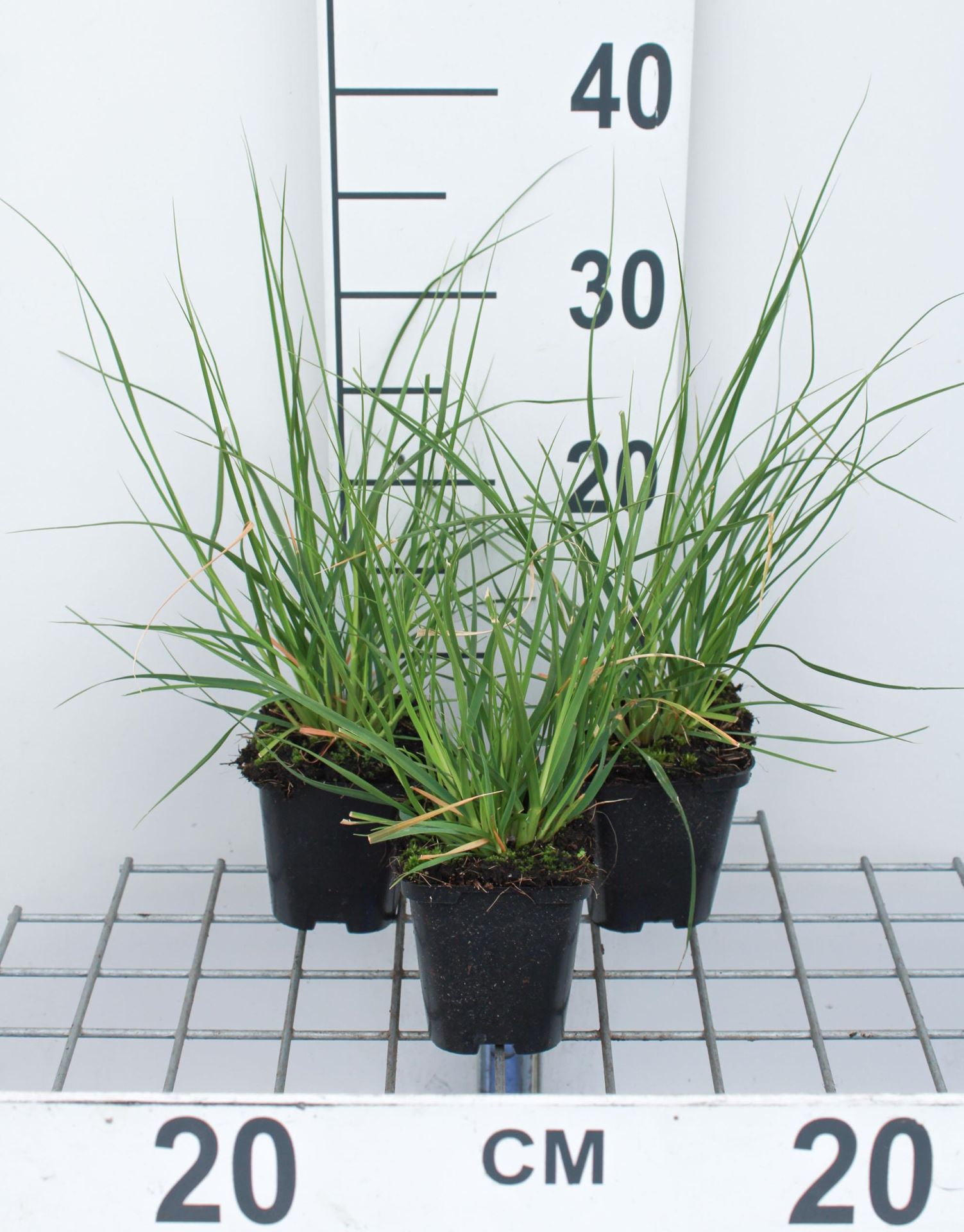 Cortaderia selloana'Pumila'- pot 9x9 cm - Dwergpampasgras afbeelding