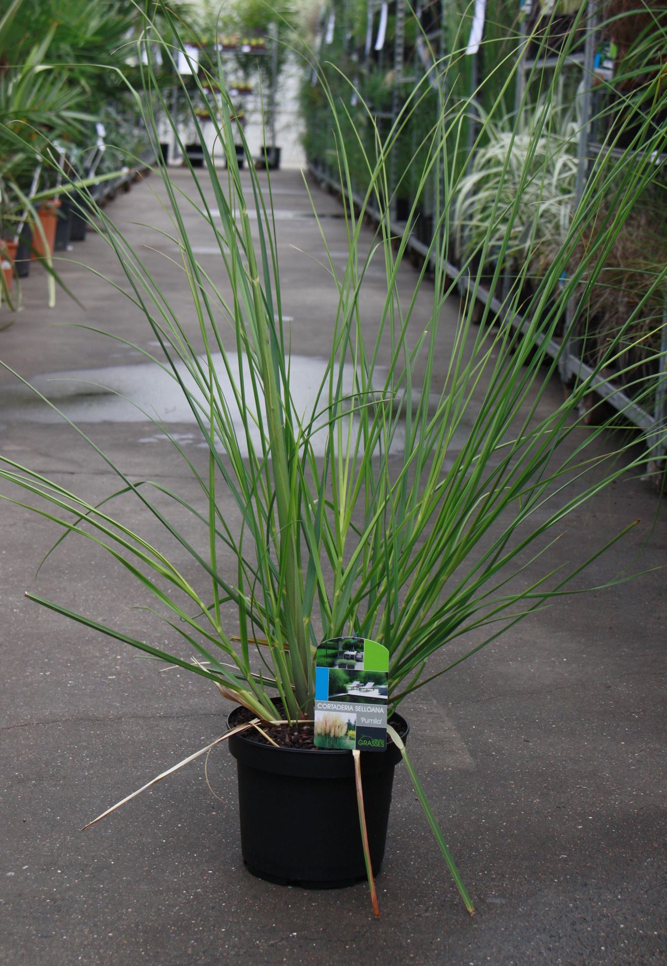 Cortaderia selloana'Pumila'- pot 3L - afbeelding
