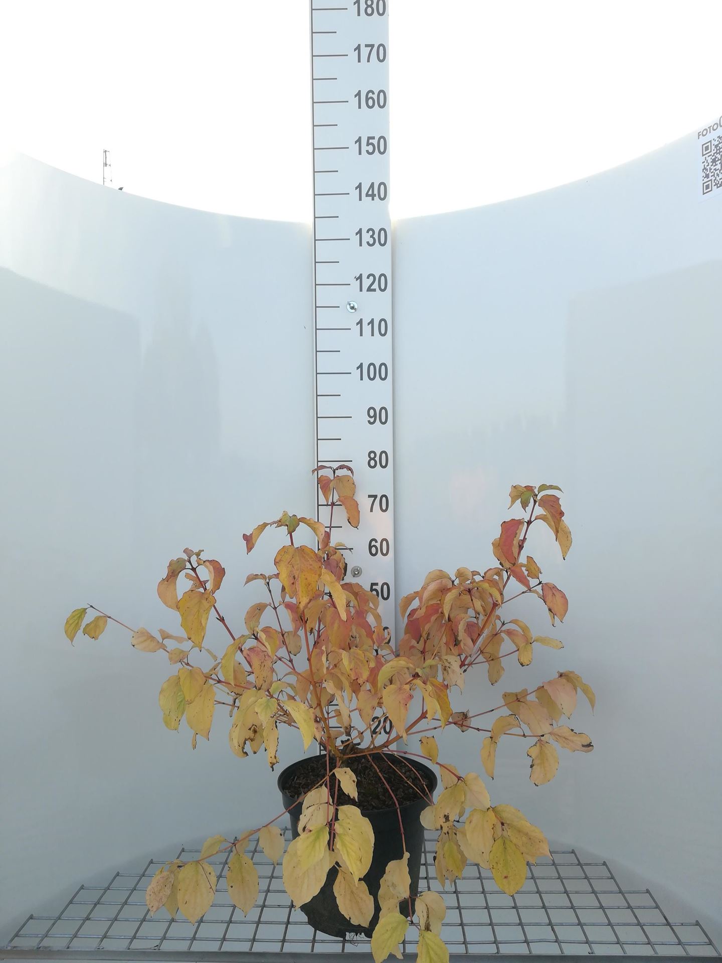 Cornus sanguinea'Winter Beauty'- pot 10L - 50-60 cm afbeelding