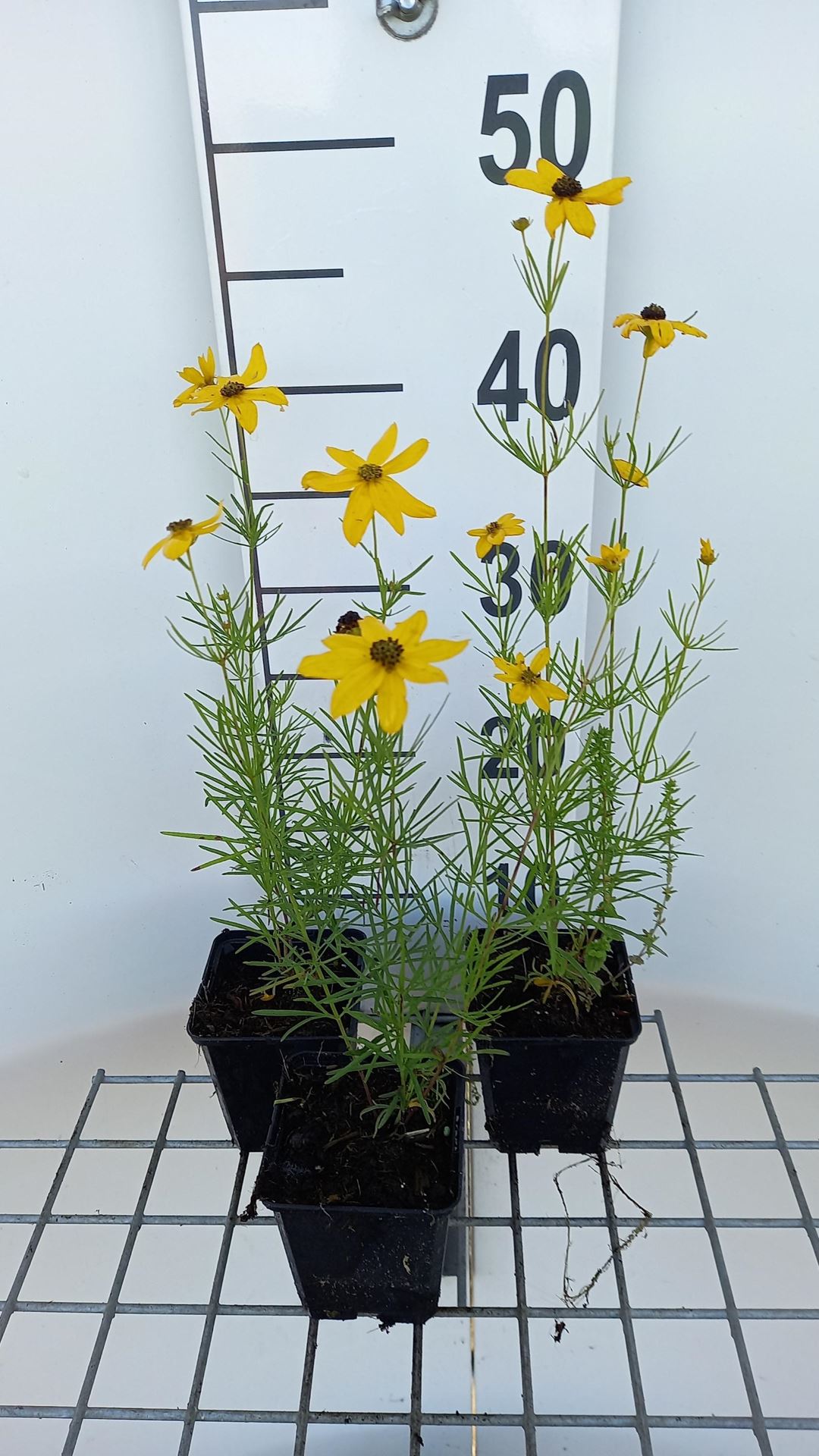Coreopsis verticillata'Grandiflora'- pot 9x9 cm afbeelding
