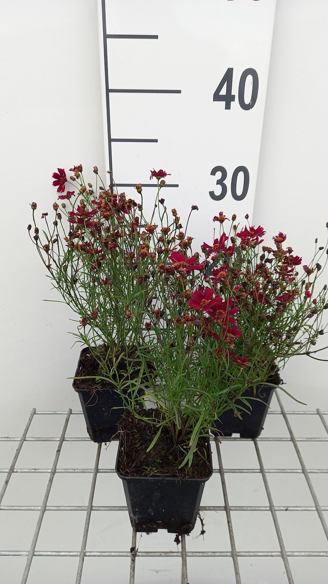 Coreopsis verticillata 'Ruby Red' - pot 9x9 cm -