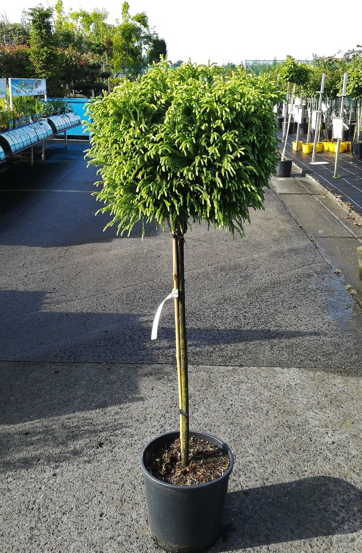 Cryptomeria japonica'Globosa Nana'- pot 18L - halfstam boom afbeelding