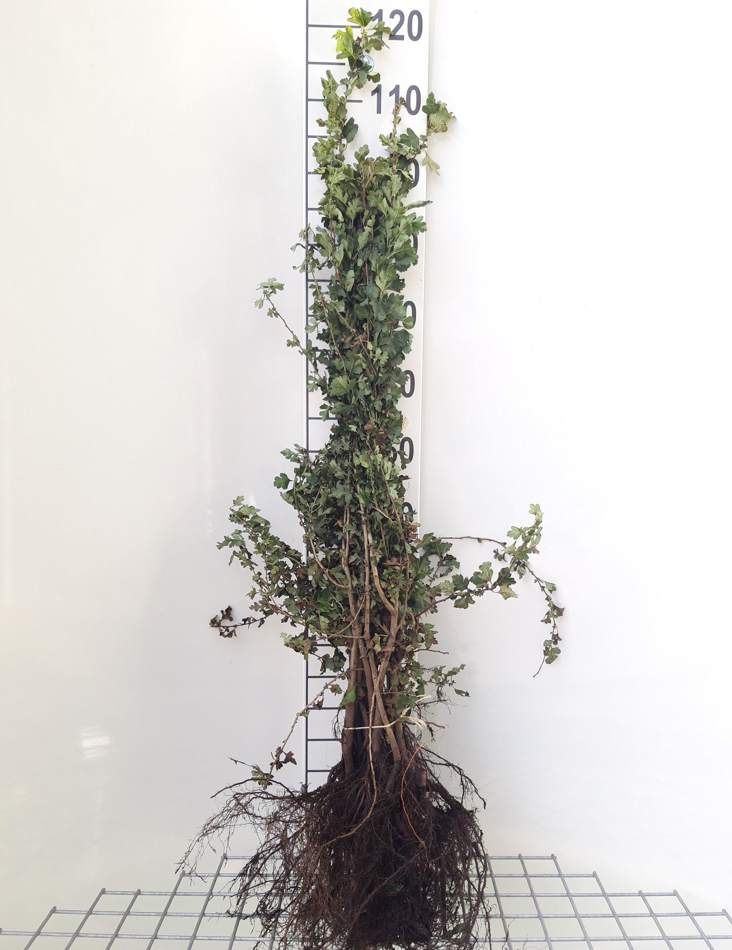 Crataegus monogyna - blote wortel - 60-90 cm afbeelding