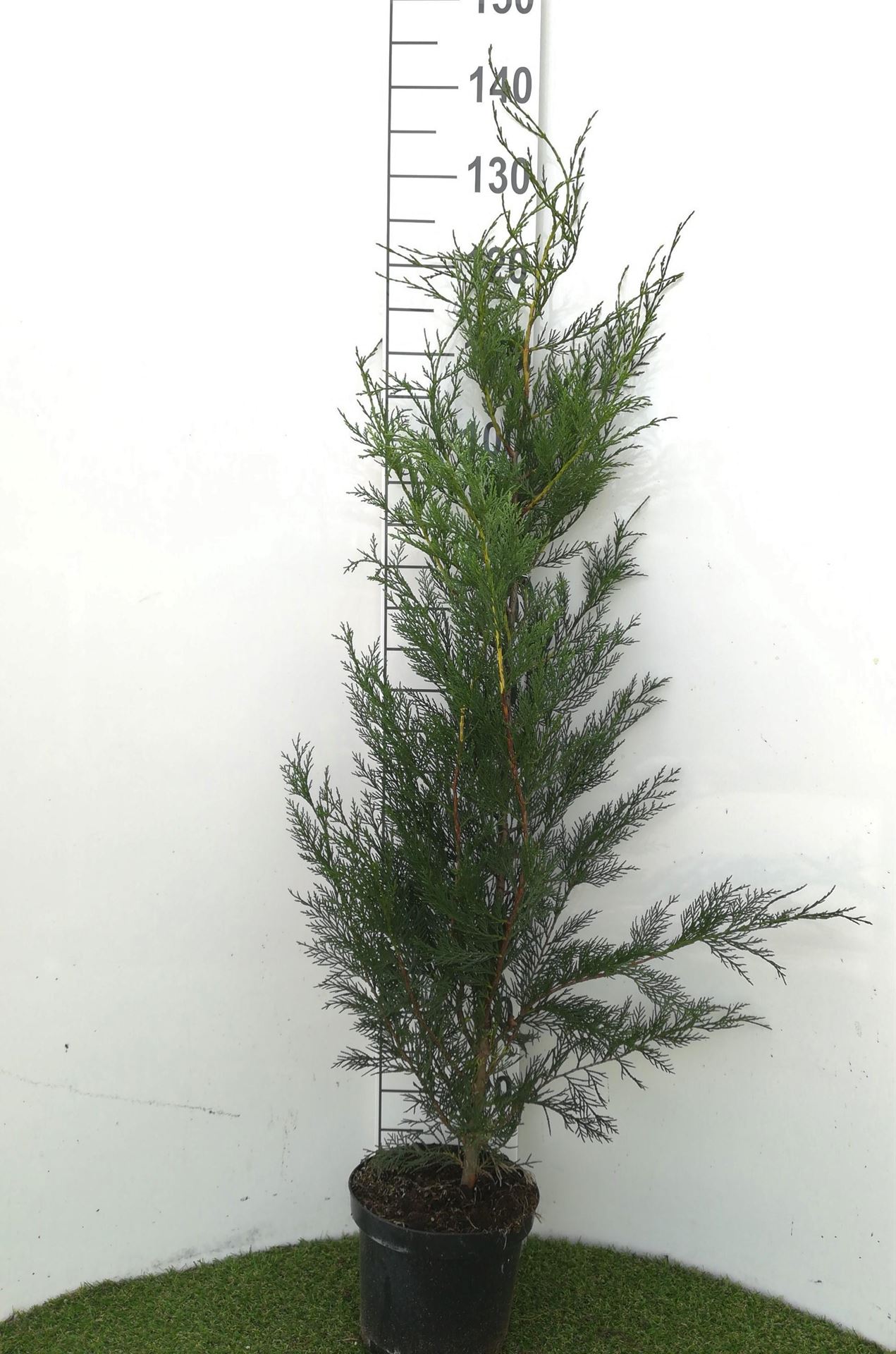 x Cupressocyparis leylandii'2001'- pot - 80-100 cm afbeelding