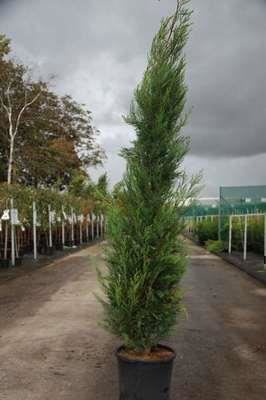 x Cupressocyparis leylandii'2001'- aardekluit - 125-150 cm afbeelding