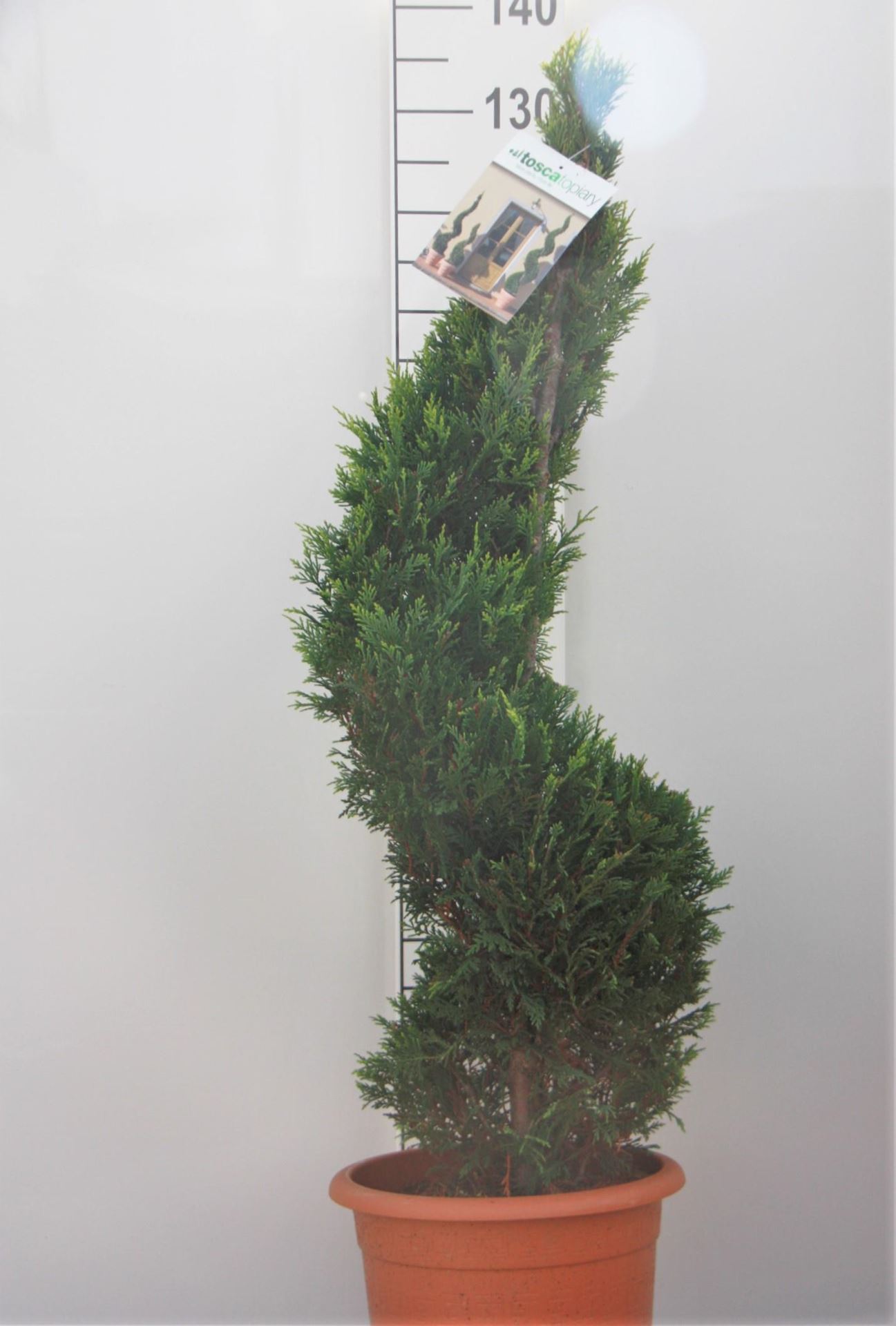 x Cupressocyparis leylandii'Castlewellan'- pot 14L - 100-125 cm - spiraalvorm afbeelding