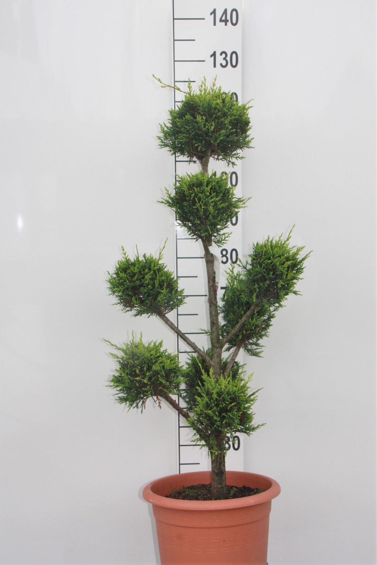 x Cupressocyparis leylandii'Castlewellan'- pot 14L - 100-125 cm - pompon afbeelding