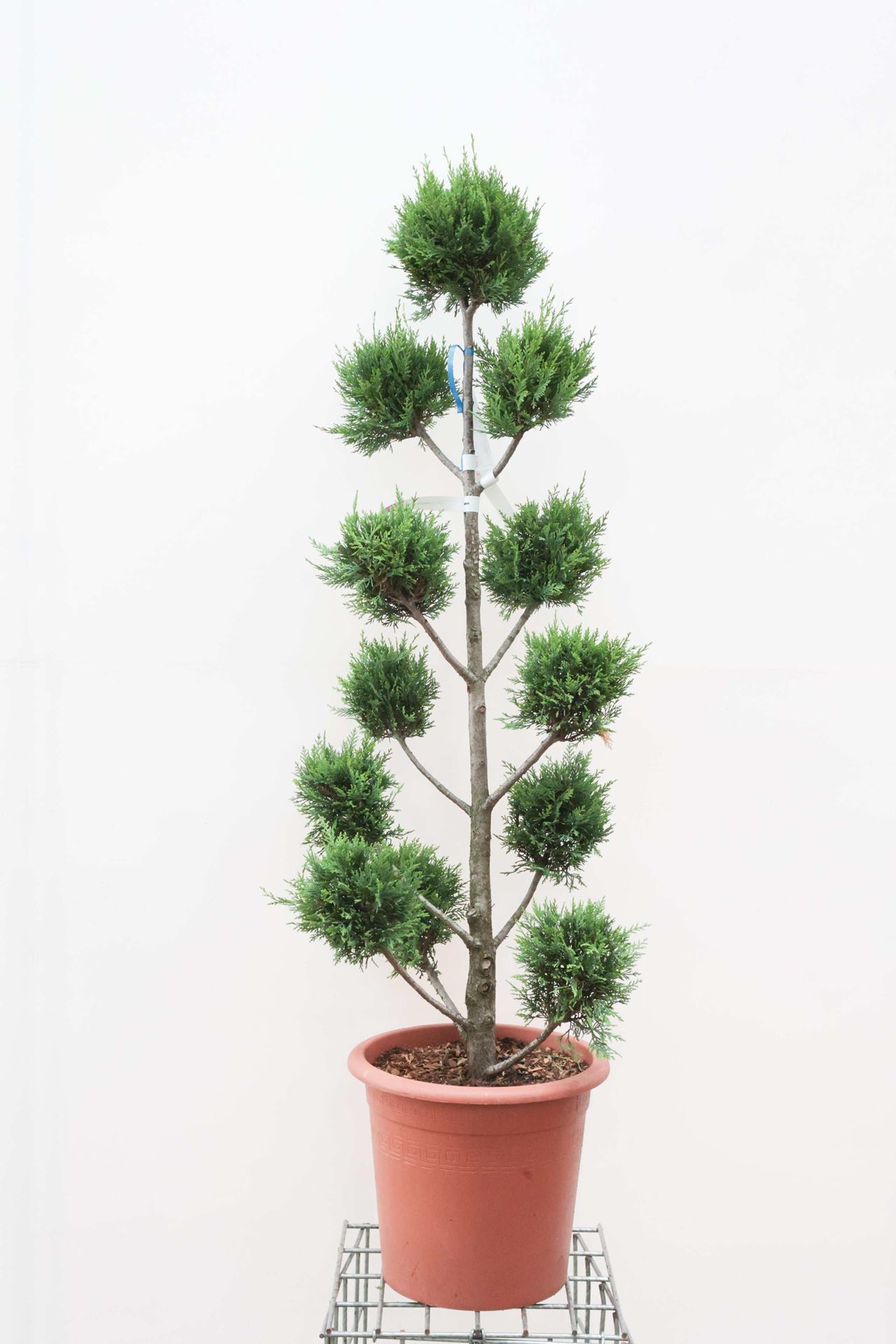 x Cupressocyparis leylandii'Castlewellan'- pot 30L - 140-150 cm - pompon afbeelding