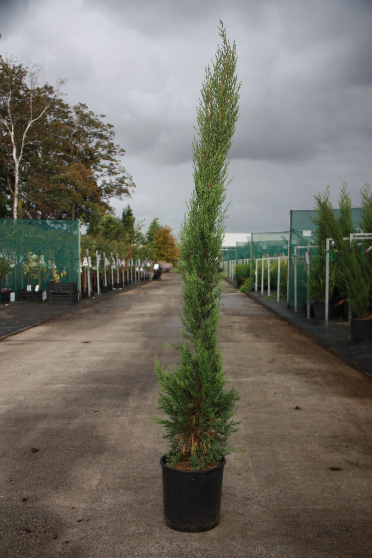 Cupressus sempervirens'Stricta'- pot 10L - 100-125 cm afbeelding