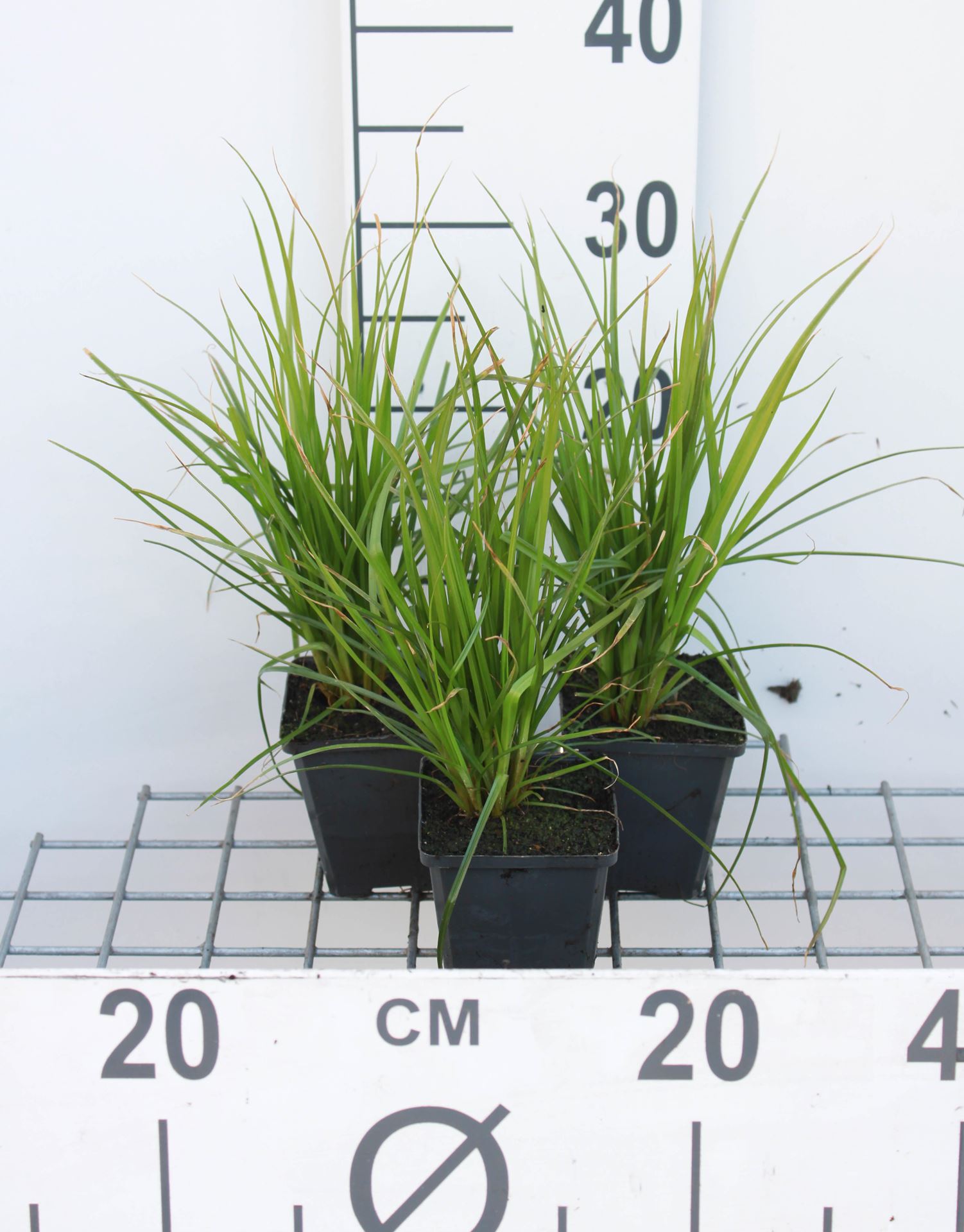 Cyperus alternifolius - pot 9x9 cm - Kattengras afbeelding