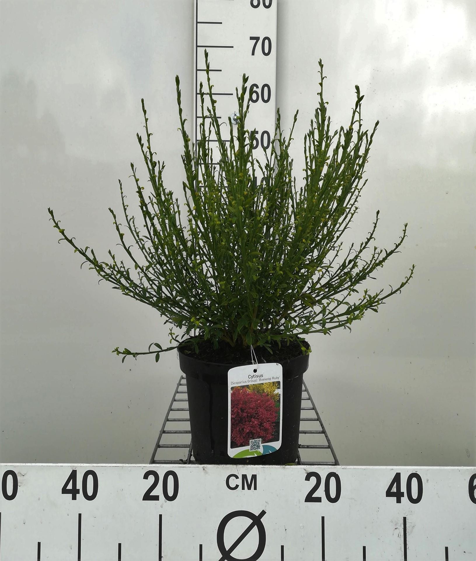 Cytisus'Boskoop Ruby'- pot - 40-60 cm afbeelding