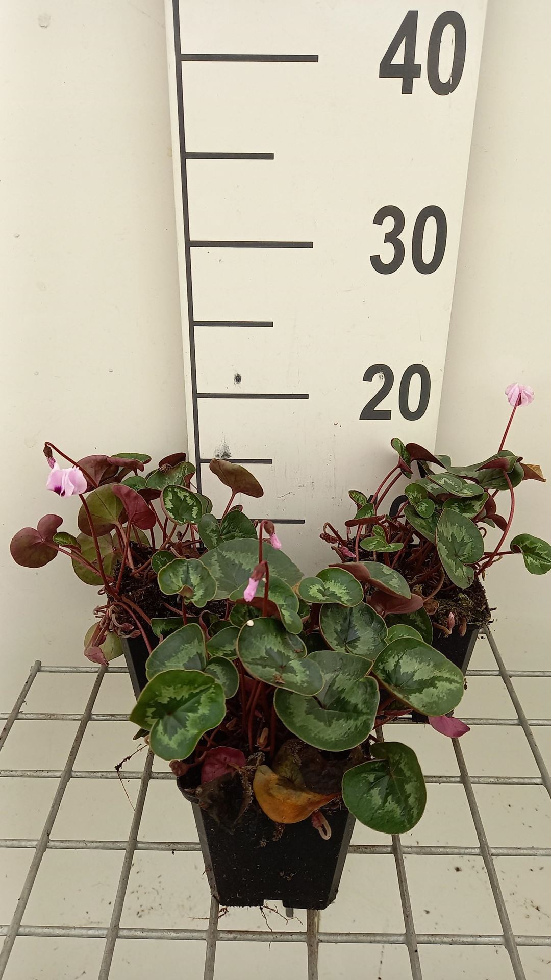 Cyclamen coum - pot 9x9 cm - Rondbladige cyclaam / Kleine cyclaam afbeelding