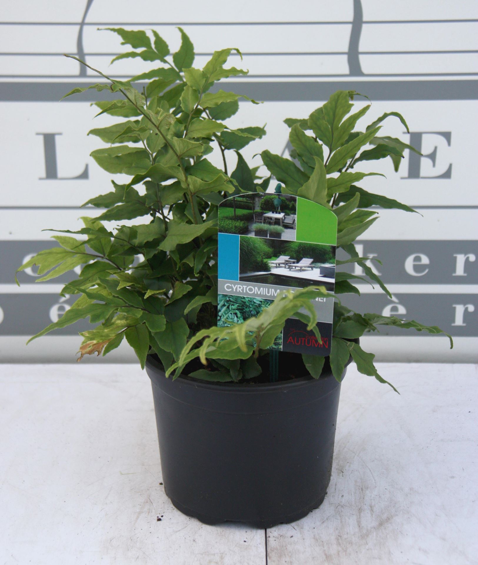 Cyrtomium fortunei - pot 2L -