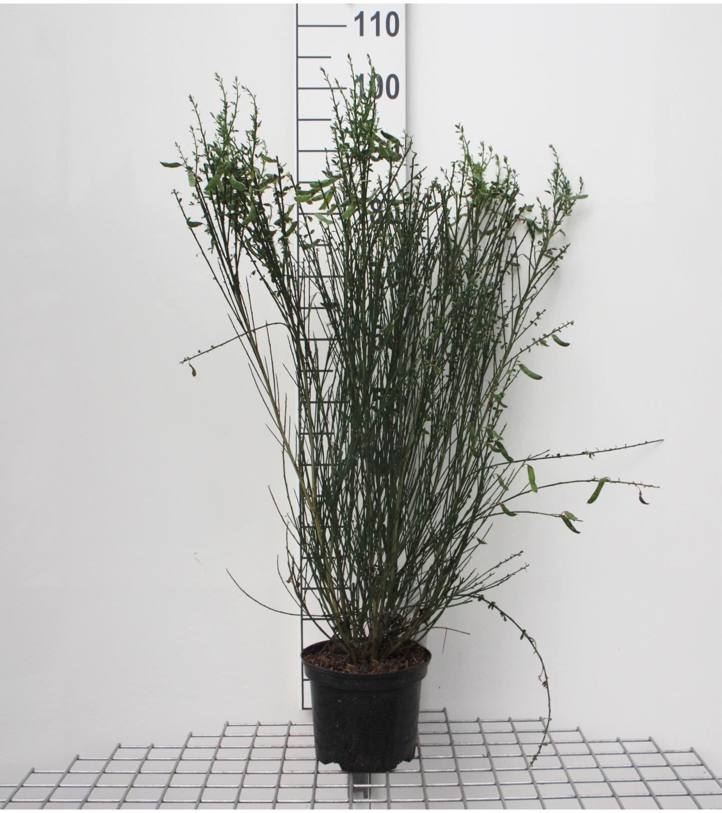 Cytisus'Goldfinch'- pot - 40-60 cm afbeelding