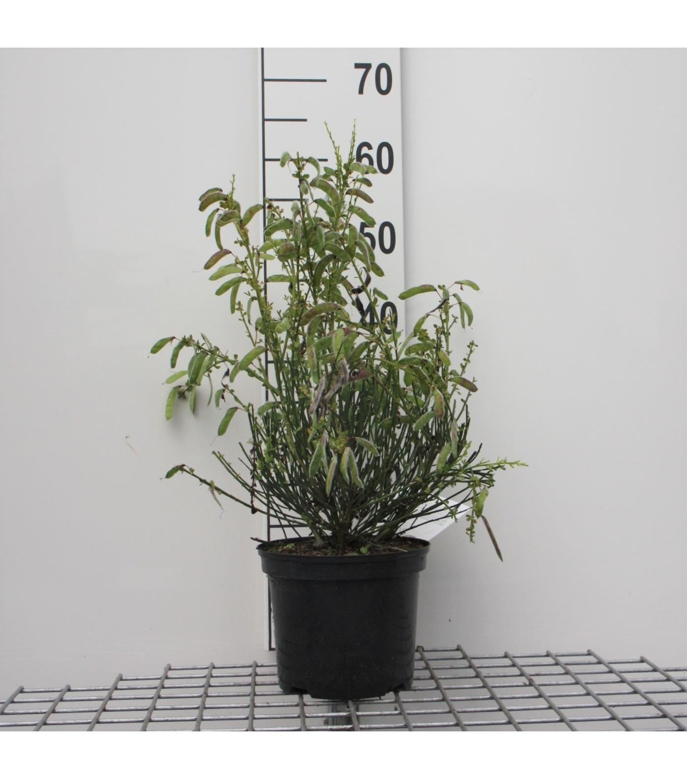Cytisus'Golden Sunlight'- pot - 40-60 cm afbeelding