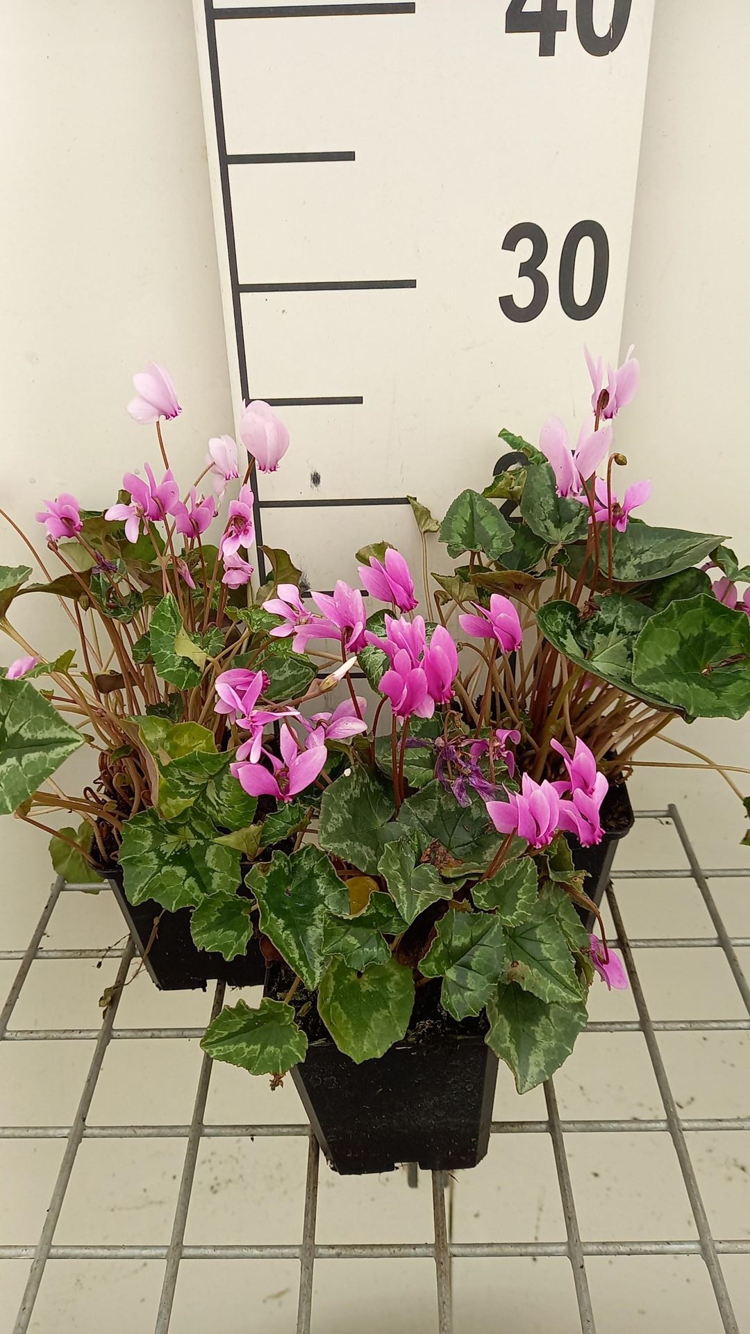 Cyclamen hederifolium'Rose Pearls'- pot 9x9 cm - afbeelding