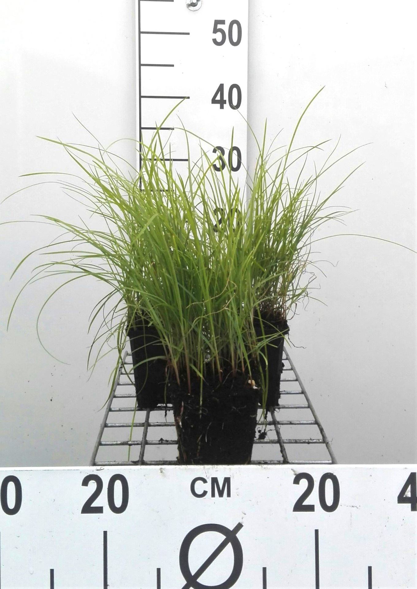 Cyperus longus - pot 9x9 cm - Rood cypergras / Galingaan afbeelding