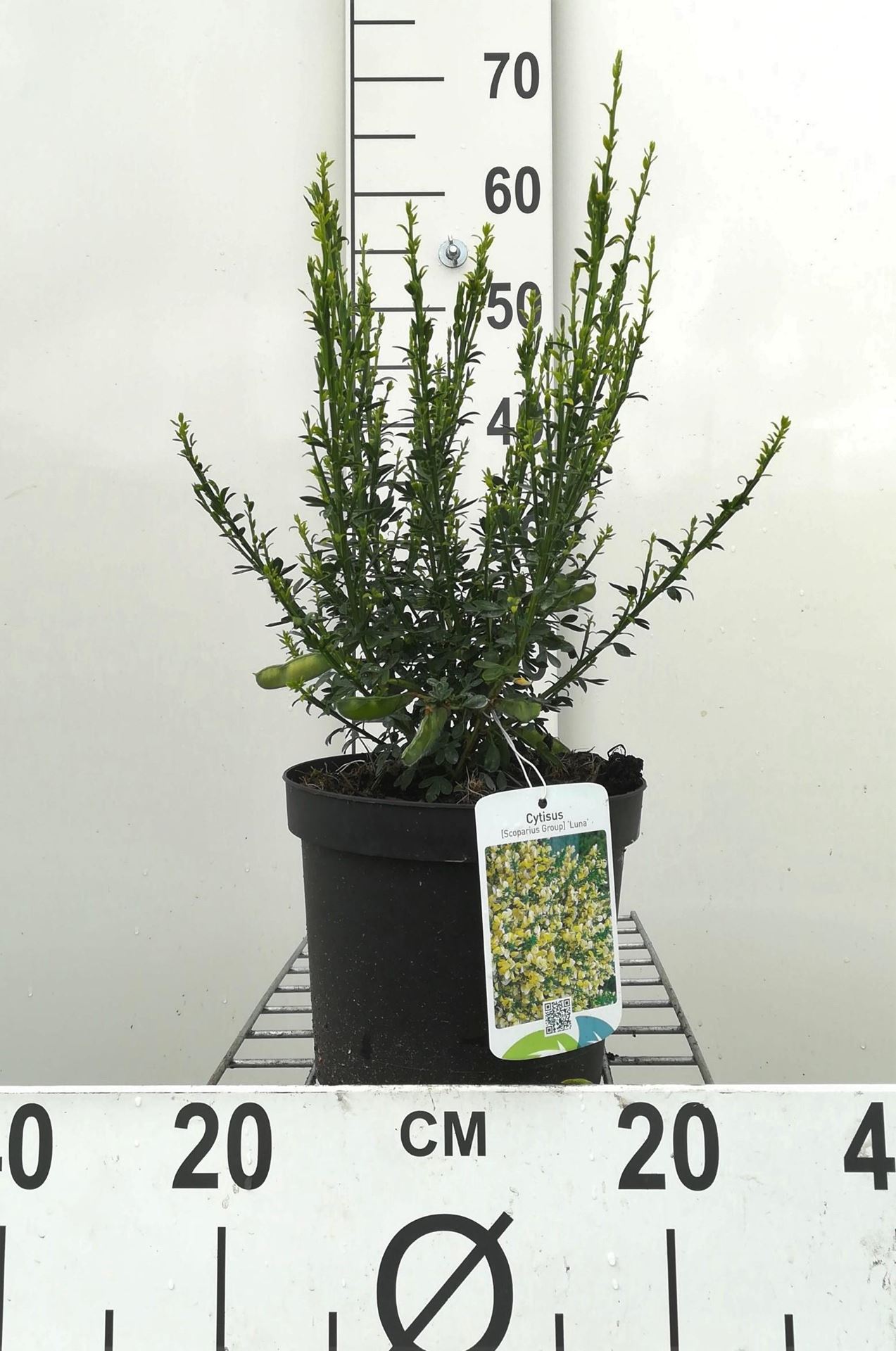 Cytisus 'Luna' - pot - 40-60 cm