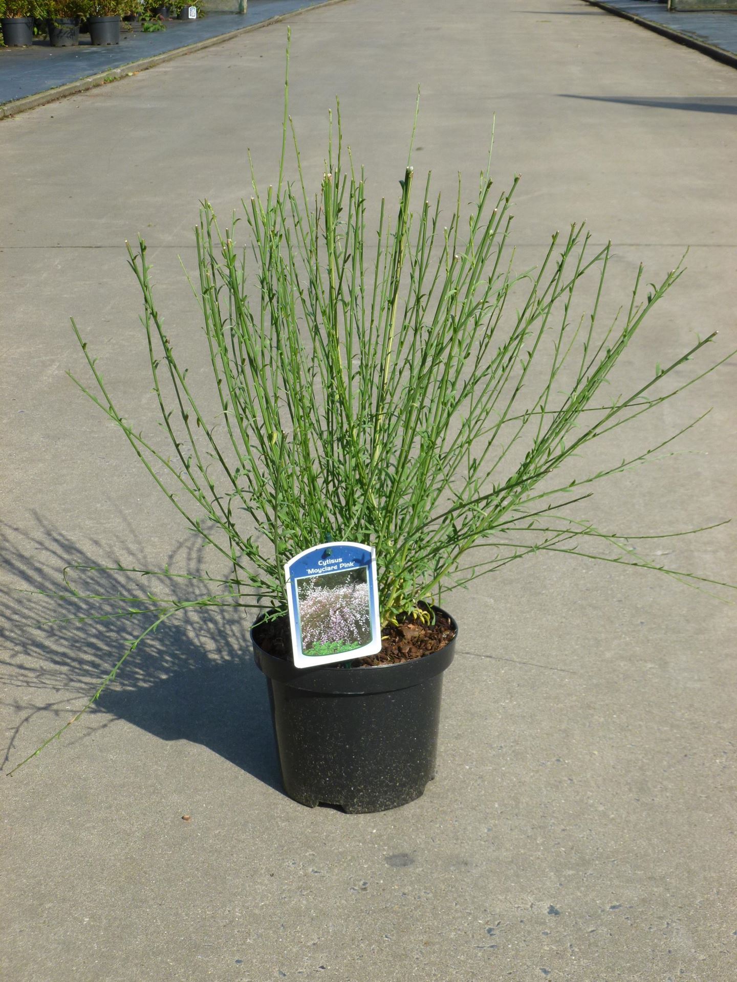 Cytisus'Moyclare Pink'- pot - 40-60 cm - afbeelding