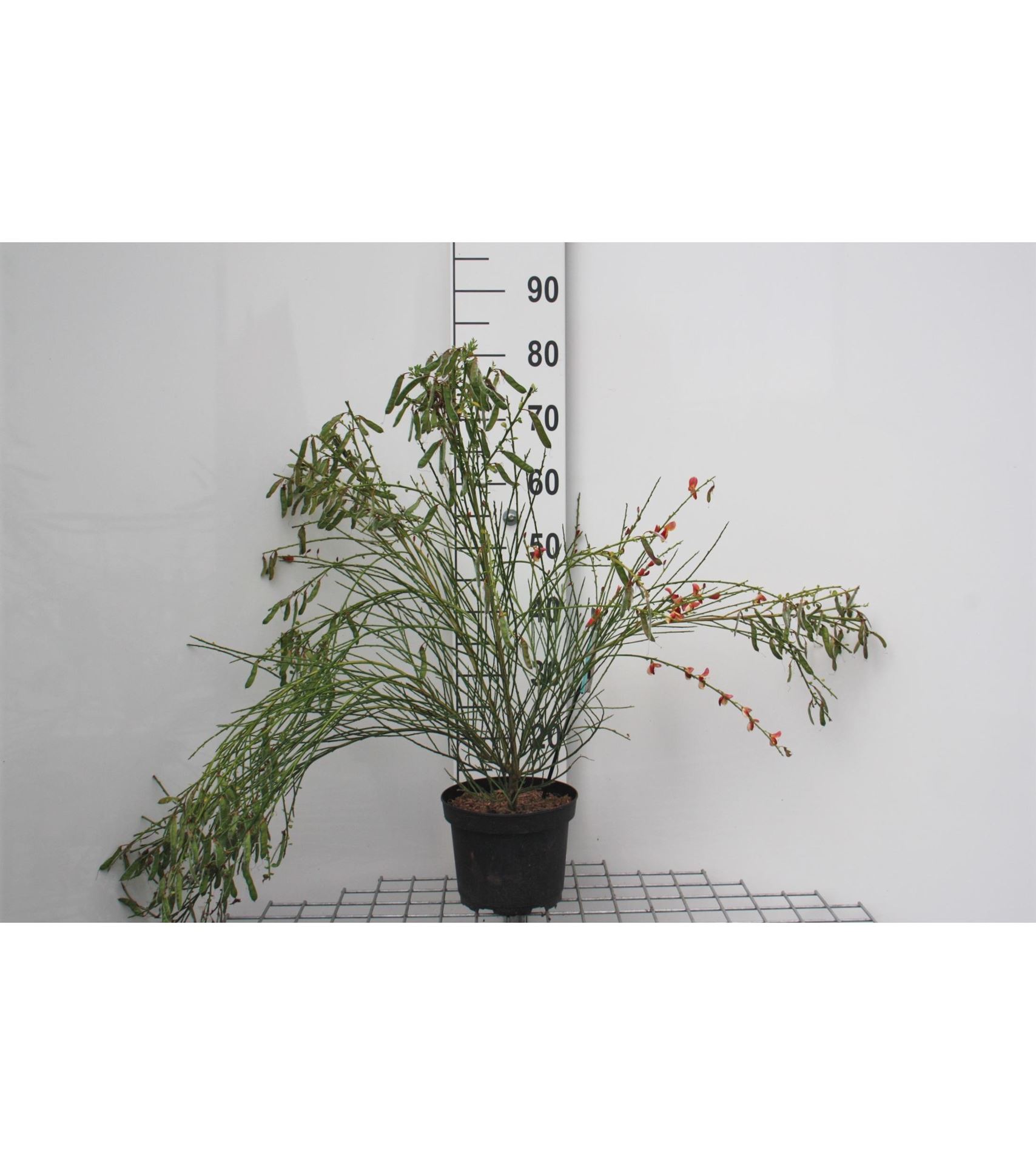 Cytisus'Palette'- pot - 40-60 cm afbeelding