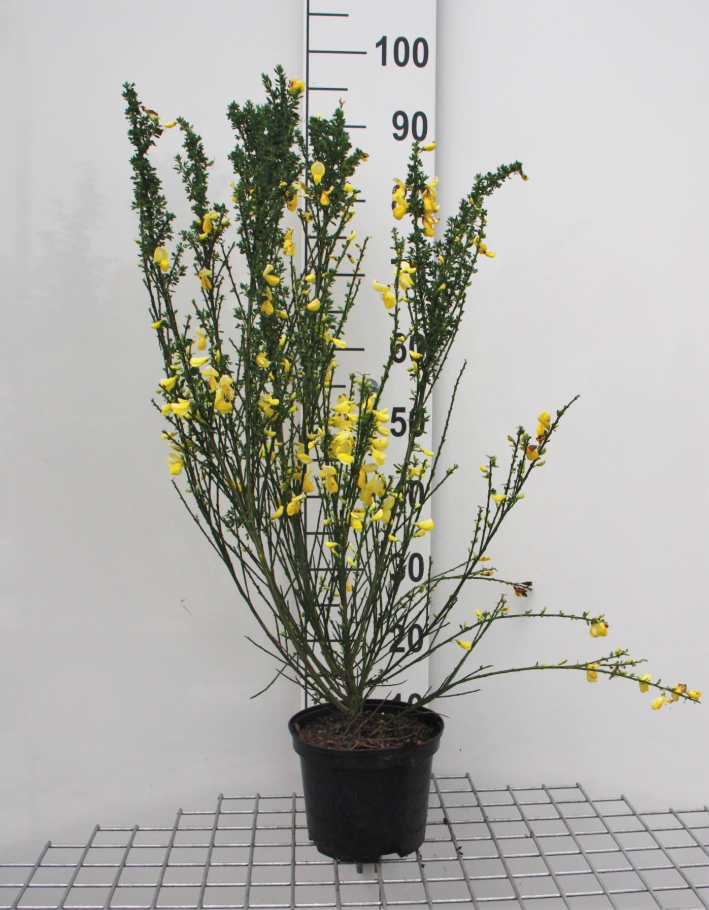 Cytisus scoparius - pot - 40-60 cm - Brem / Bezembrem afbeelding