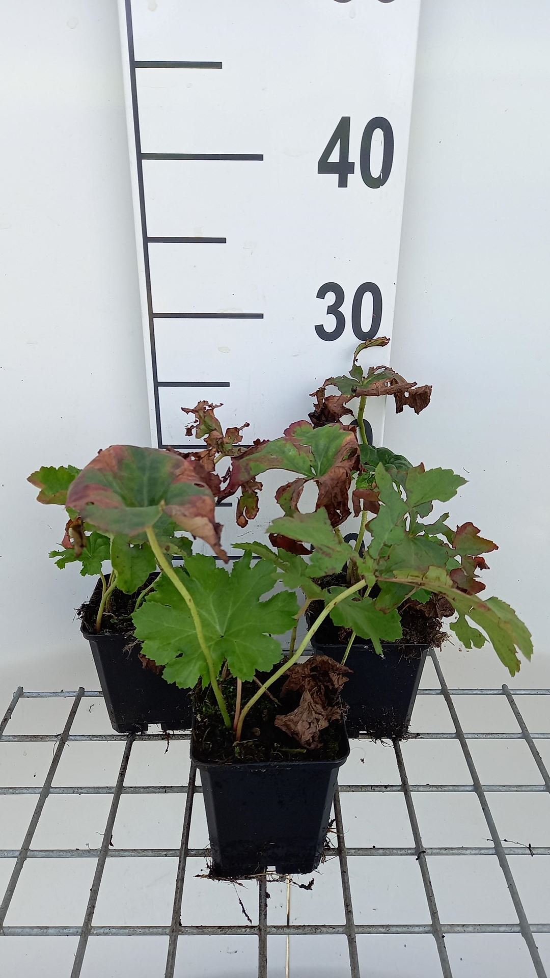 Darmera peltata - pot 9x9 cm afbeelding