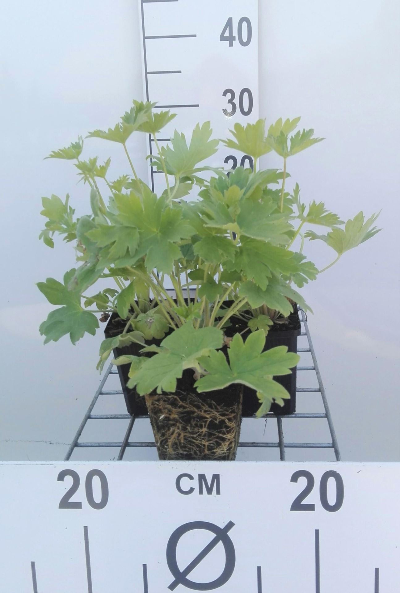 Delphinium'Blue Bird'- pot 9x9 cm afbeelding