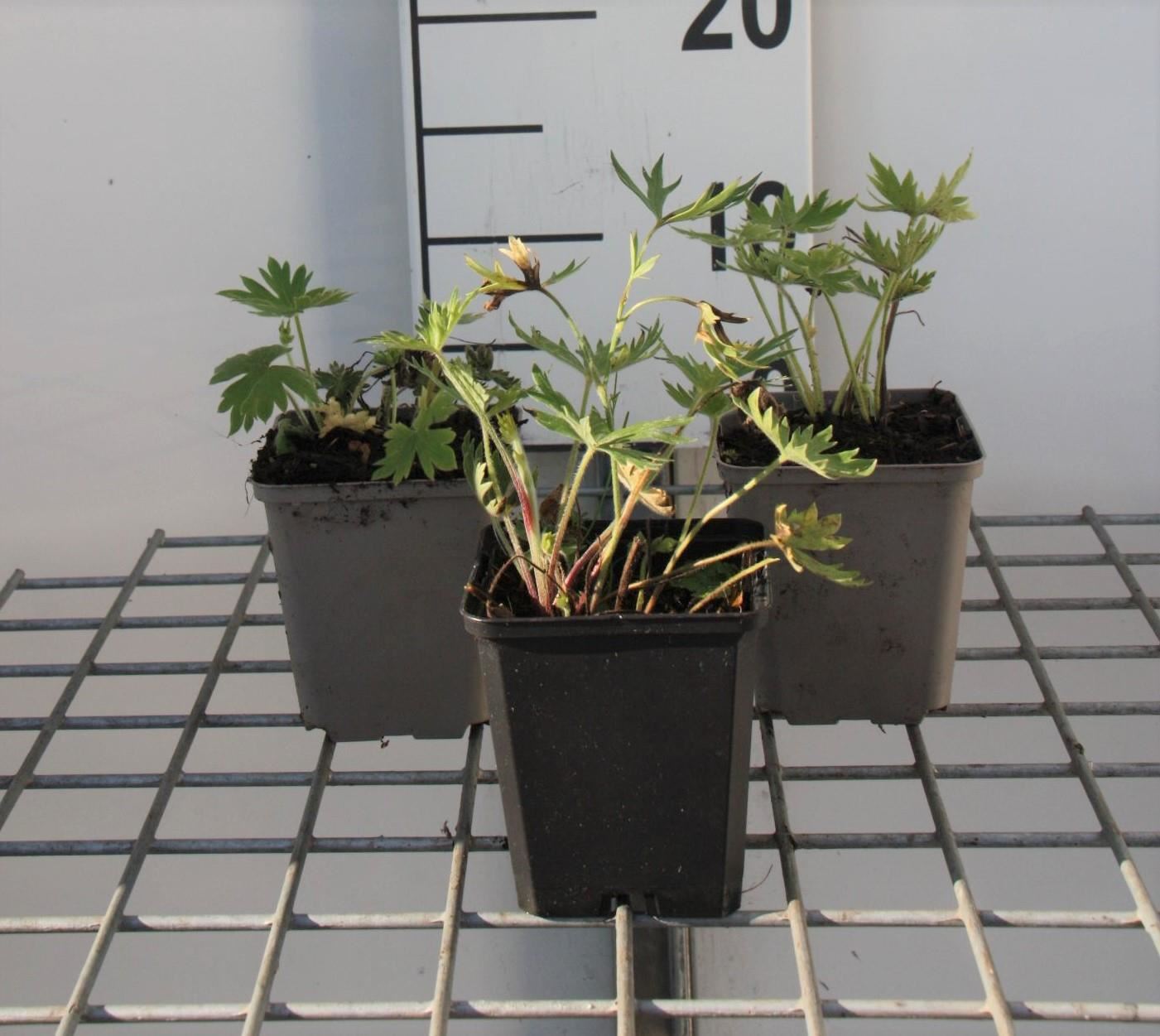 Delphinium'Bellamosum'- pot 9x9 cm afbeelding