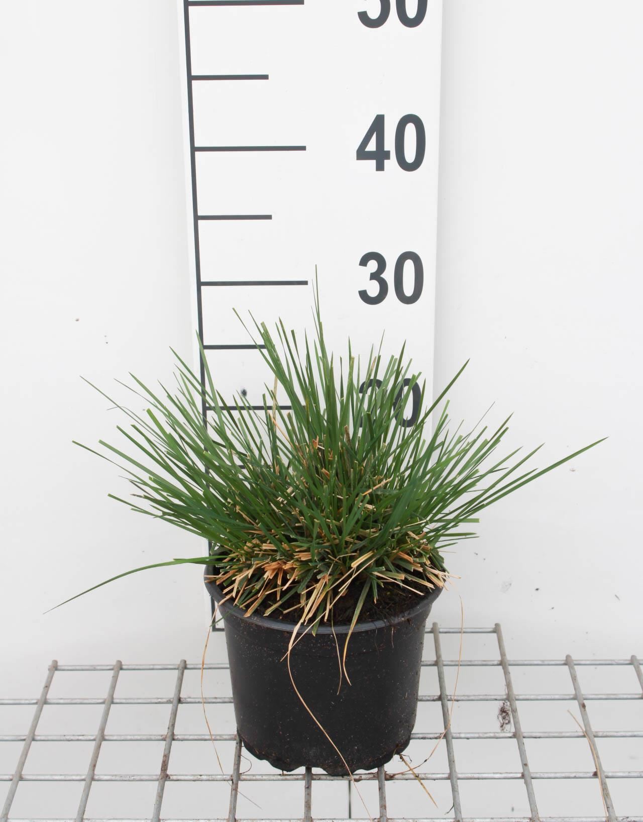 Deschampsia cespitosa - pot 3L afbeelding