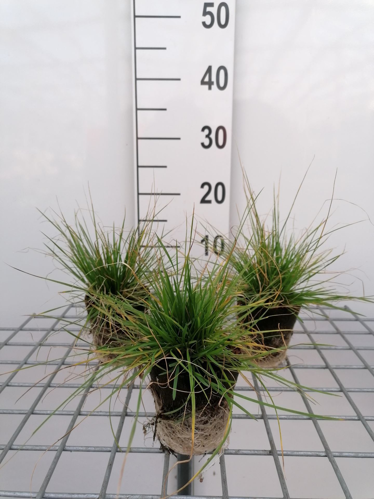 Deschampsia cespitosa - biopot diameter 8 cm afbeelding