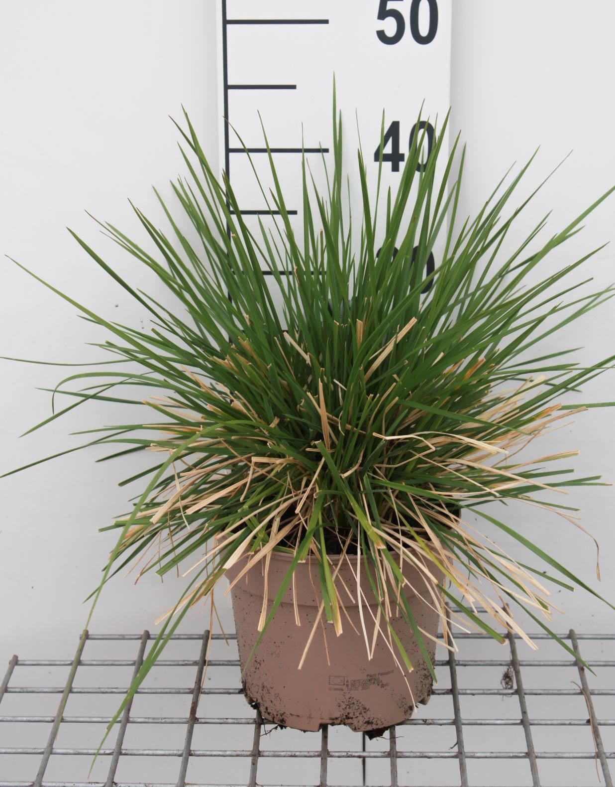 Deschampsia cespitosa'Goldschleier'- pot 3L afbeelding