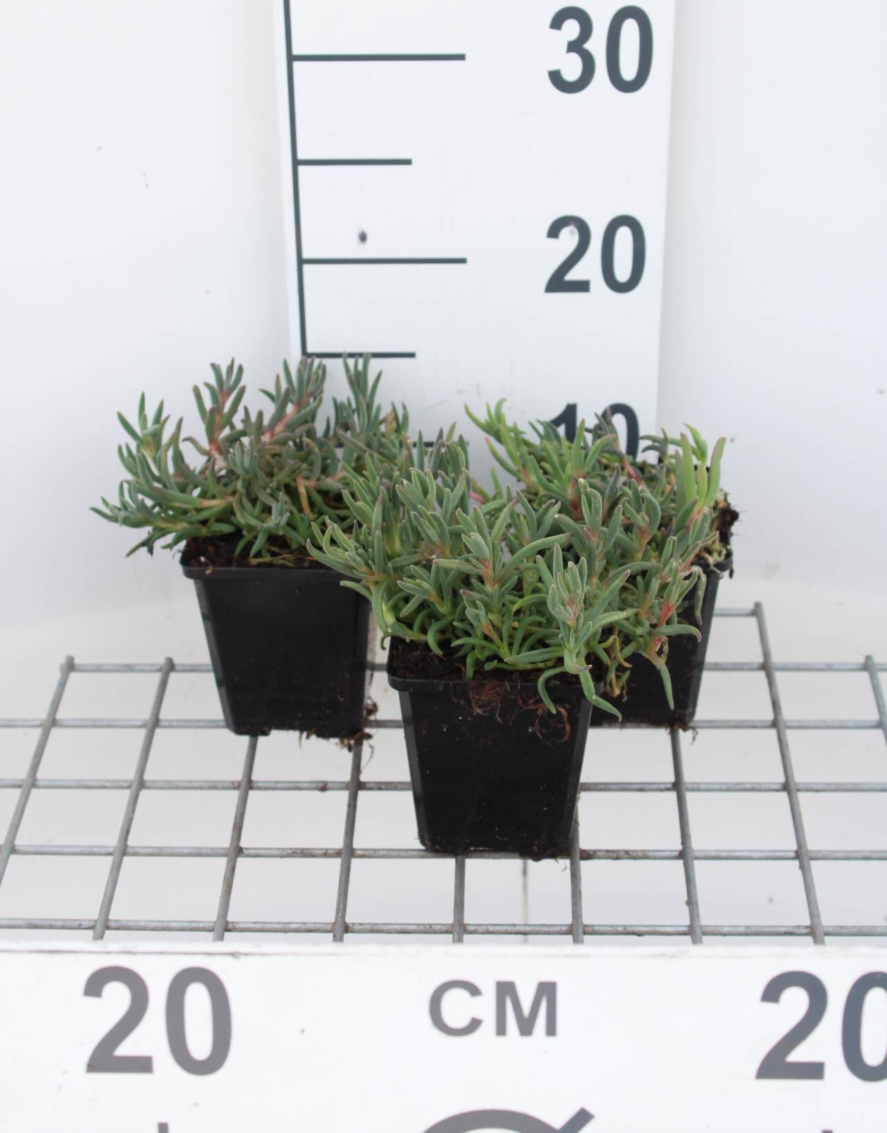 Delosperma cooperi - pot 9x9 cm afbeelding