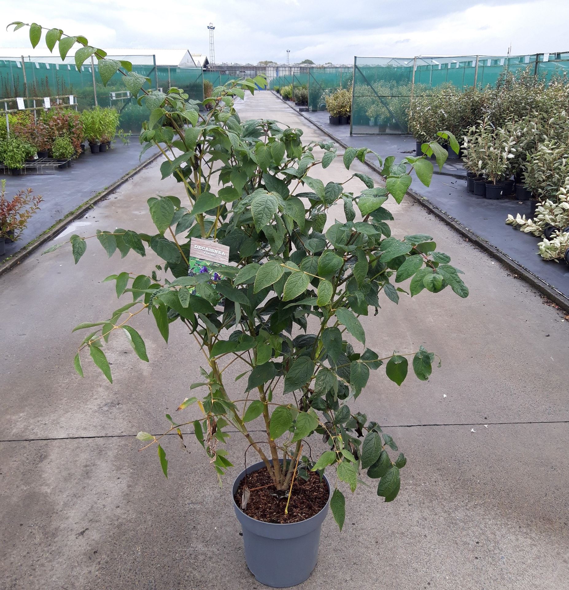 Decaisnea fargesii - pot 12L - 100-125 cm