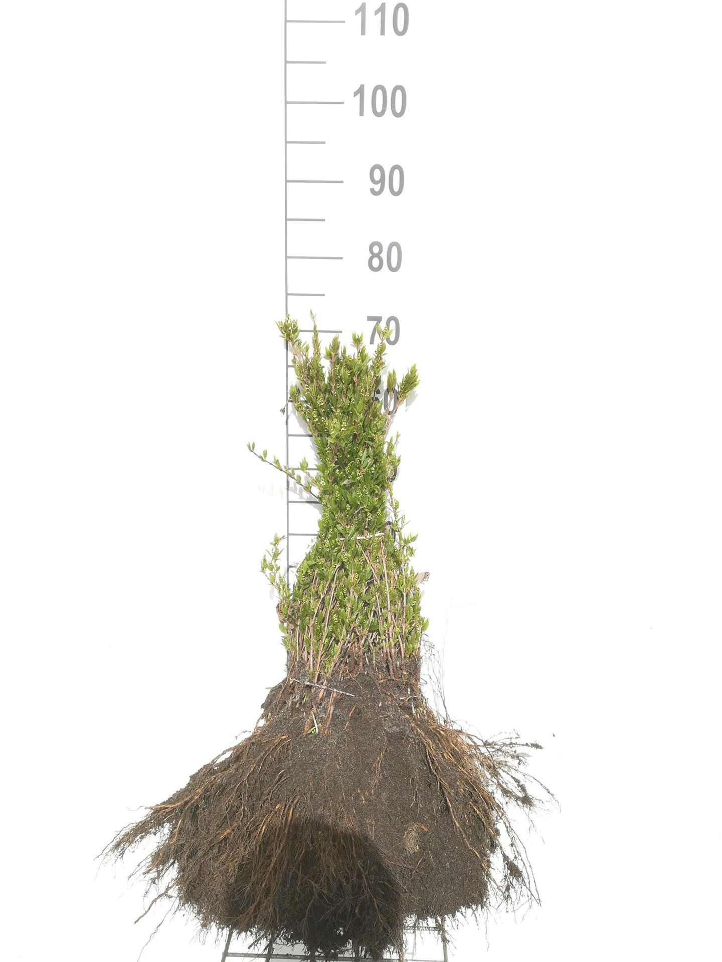 Deutzia gracilis - blote wortel - 25-30 cm - 3-5 takken afbeelding