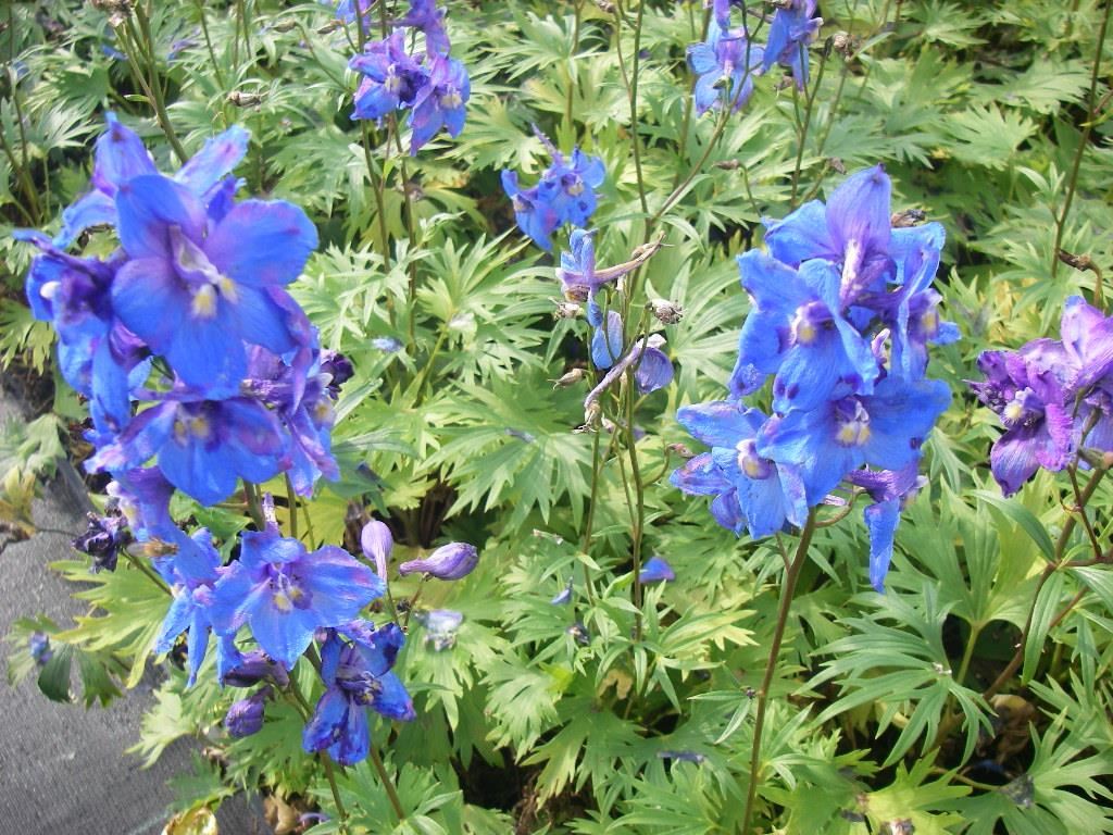 Delphinium'Piccolo'- pot 9x9 cm - Ridderspoor afbeelding