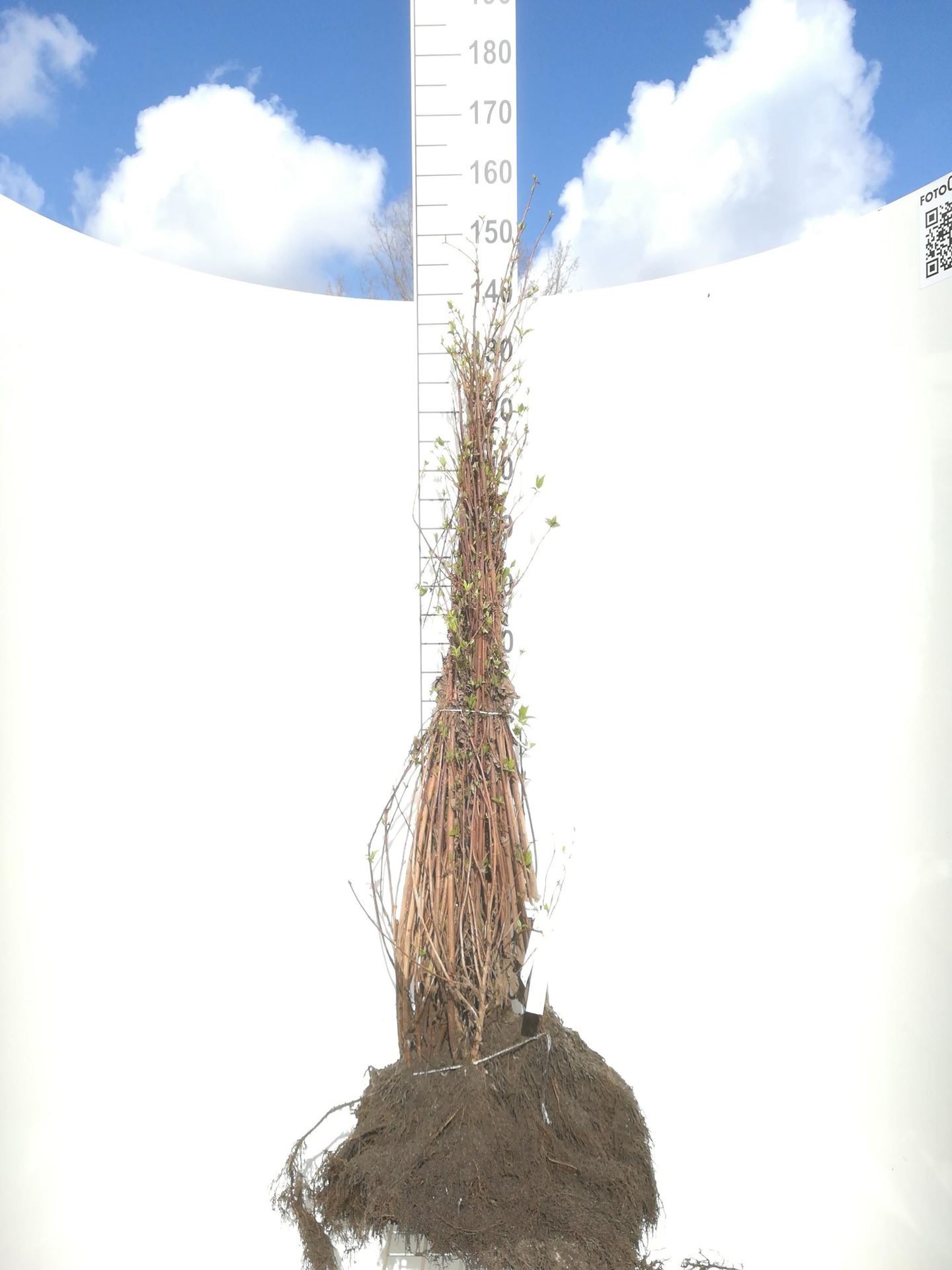 Deutzia scabra - blote wortel - 60-90 cm - 3-5 takken afbeelding