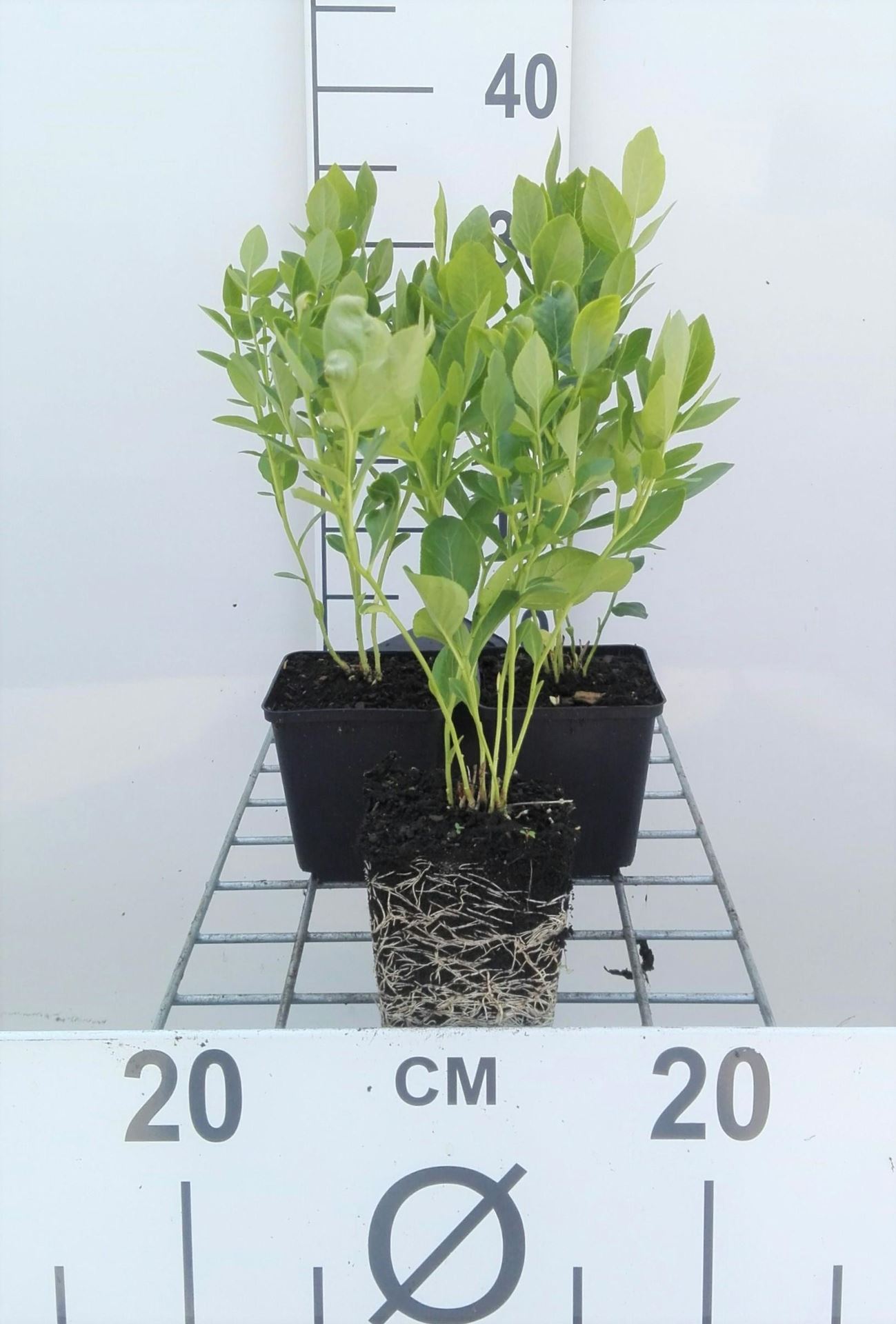 Dictamnus albus 'Albiflorus' - pot 9x9 cm